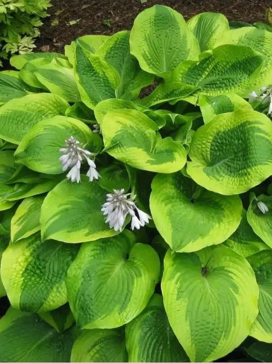 Хоста Майян Мун, 1 шт.