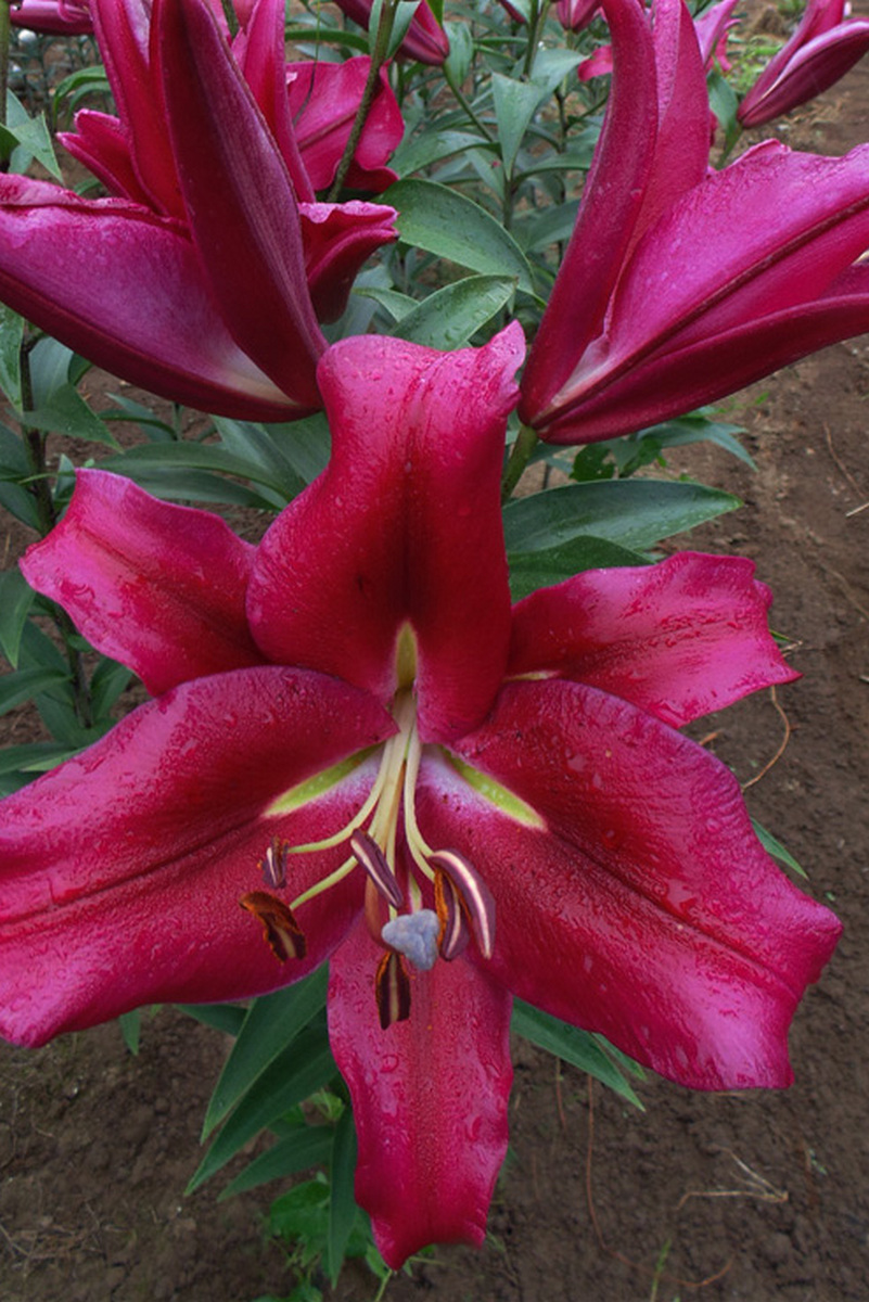 Лилия ОТ-гибрид Редфорд, 1 шт.