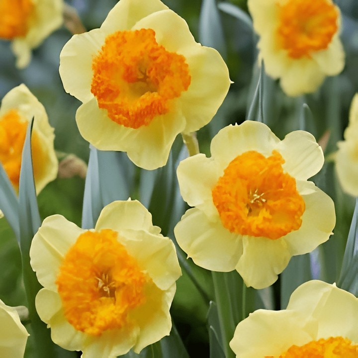 Нарцисс крупноцветковый гофрированный Берлин, 12/14, 1 шт.