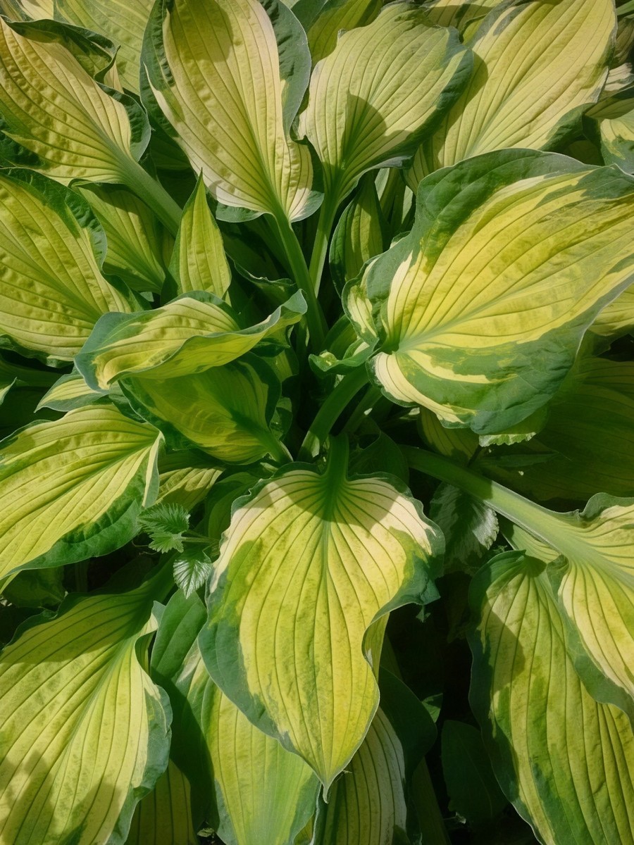 Хоста Шармон, 1 шт.