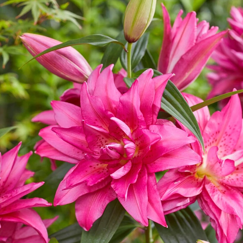 Лилия восточная махровая Roselily Флоретта, 12/14, 1 шт.