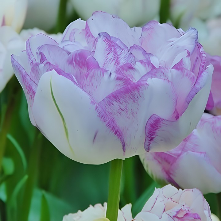 Тюльпан махровый поздний Нормандия, 12/+, 1 шт.