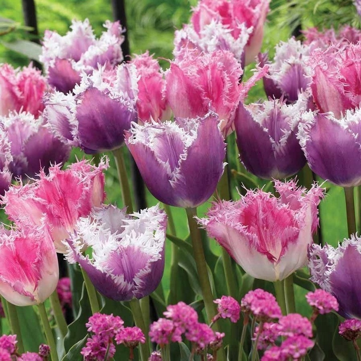 Тюльпан бахромчатый Гавайи, 11/12, 1 шт.