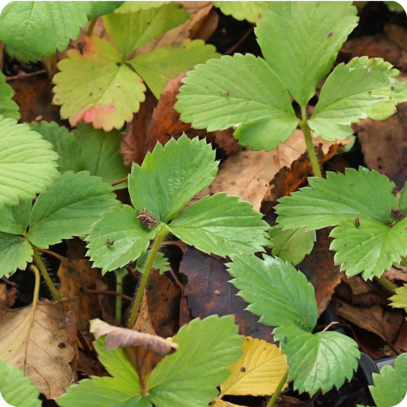 Как ухаживать за клубникой осенью, чтобы не потерять урожай