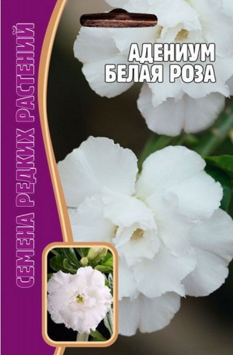 Адениум Белая Роза, 3 шт. Редкие семена.