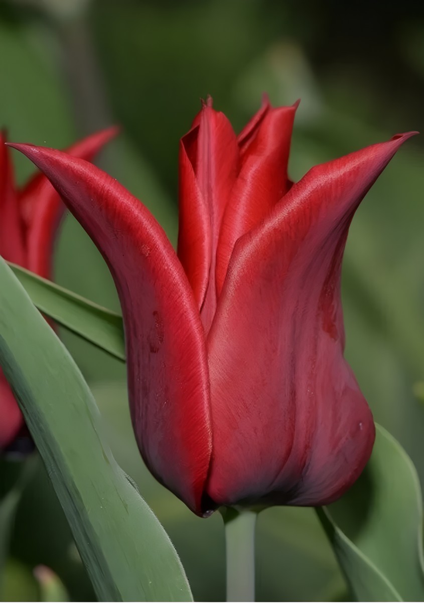 Тюльпан лилиецветный Ластинг Лов, 11/12, 1 шт.