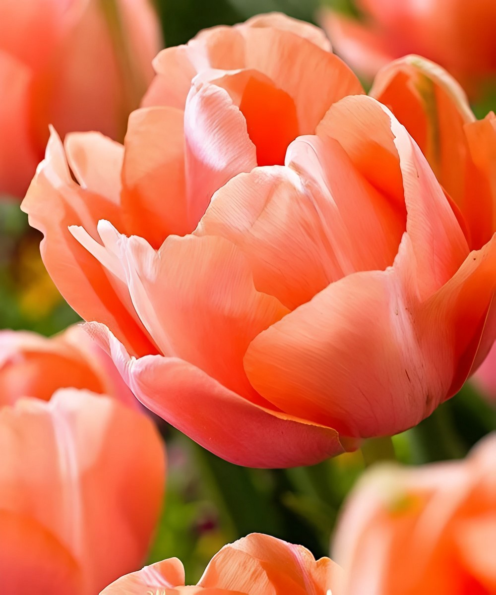 Тюльпан махровый поздний Ментон Экзотик, 11/12, 1 шт.