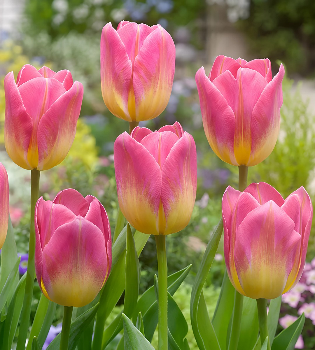 Тюльпан триумф Том Пус, 11/12, 1 шт.