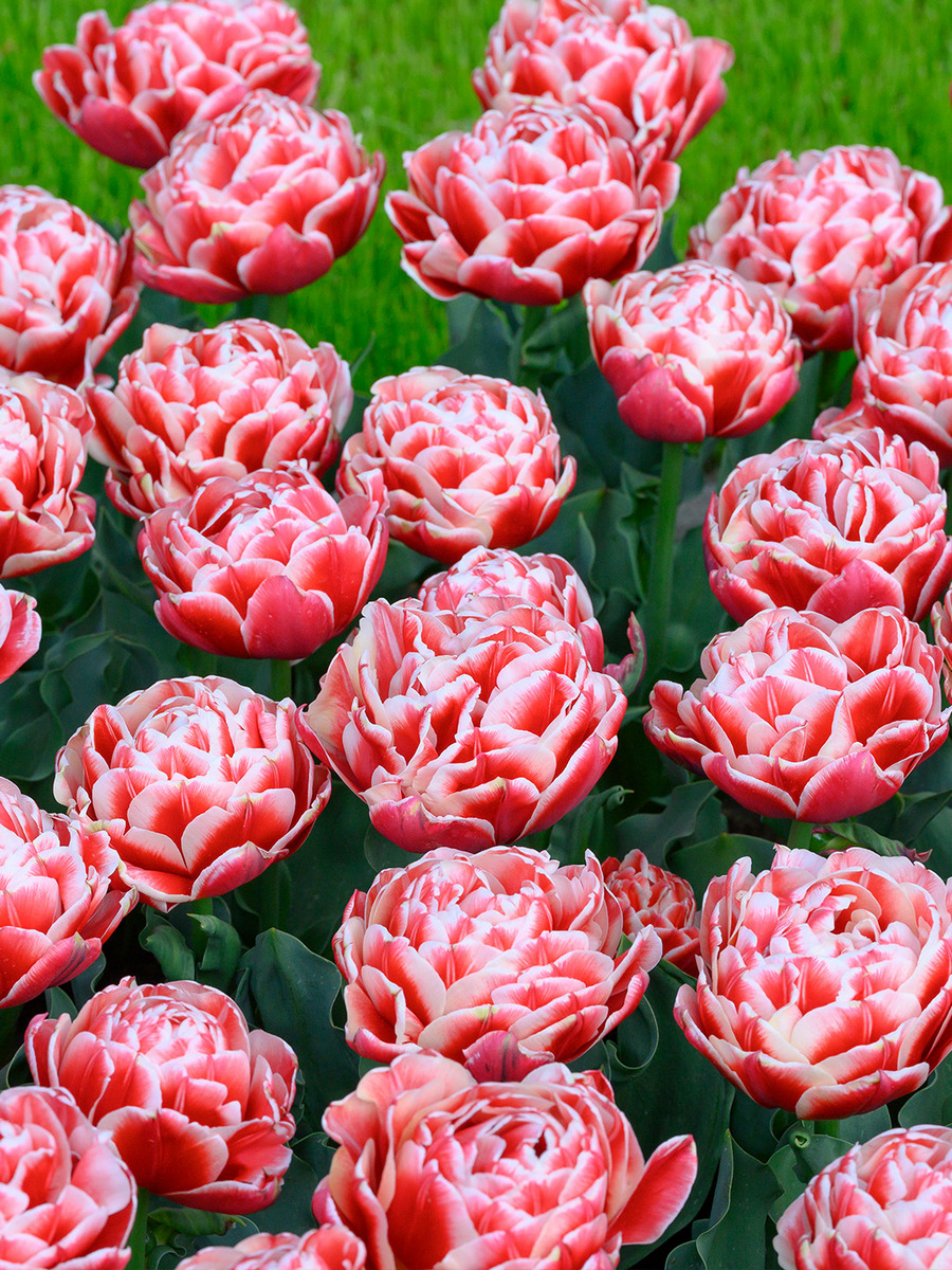 Тюльпан махровый ранний Эвертон, 11/12, 1 шт.