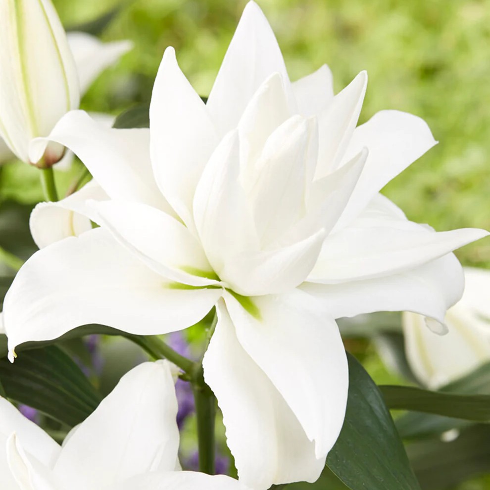 Лилия восточная махровая Roselily Анжела, 1 шт.