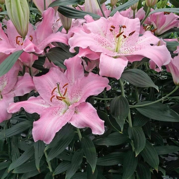 Лилия восточная Жозефина, 16/18, для выгонки, 1 шт.