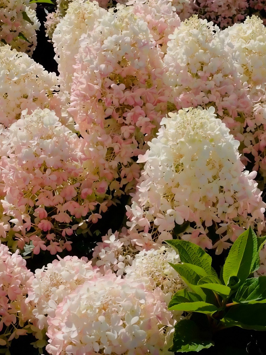 Гортензия метельчатая Милк энд Хоней/ЦКорЛюкс