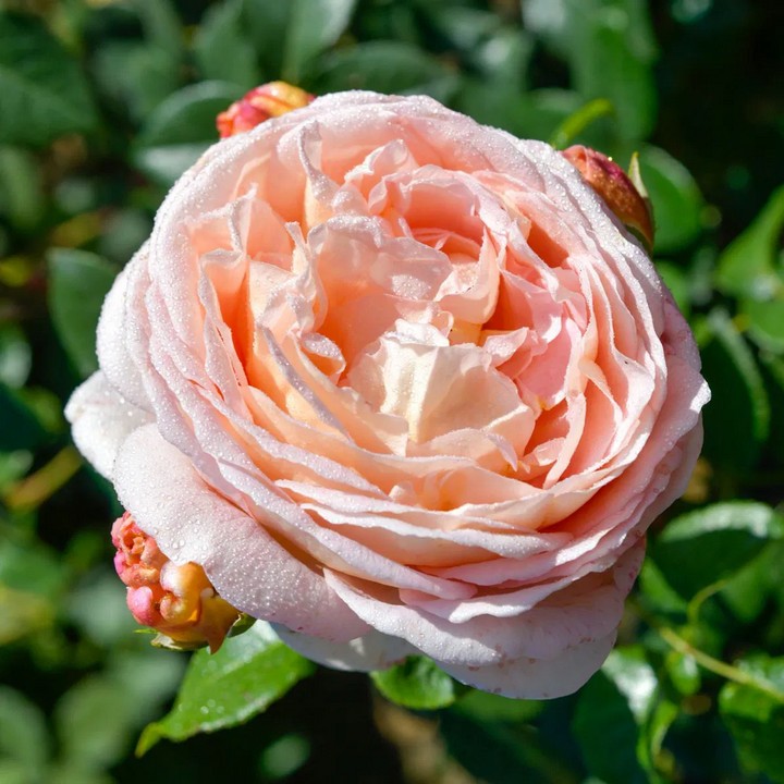 Роза английская парковая Абрахам Дерби, 1 шт.