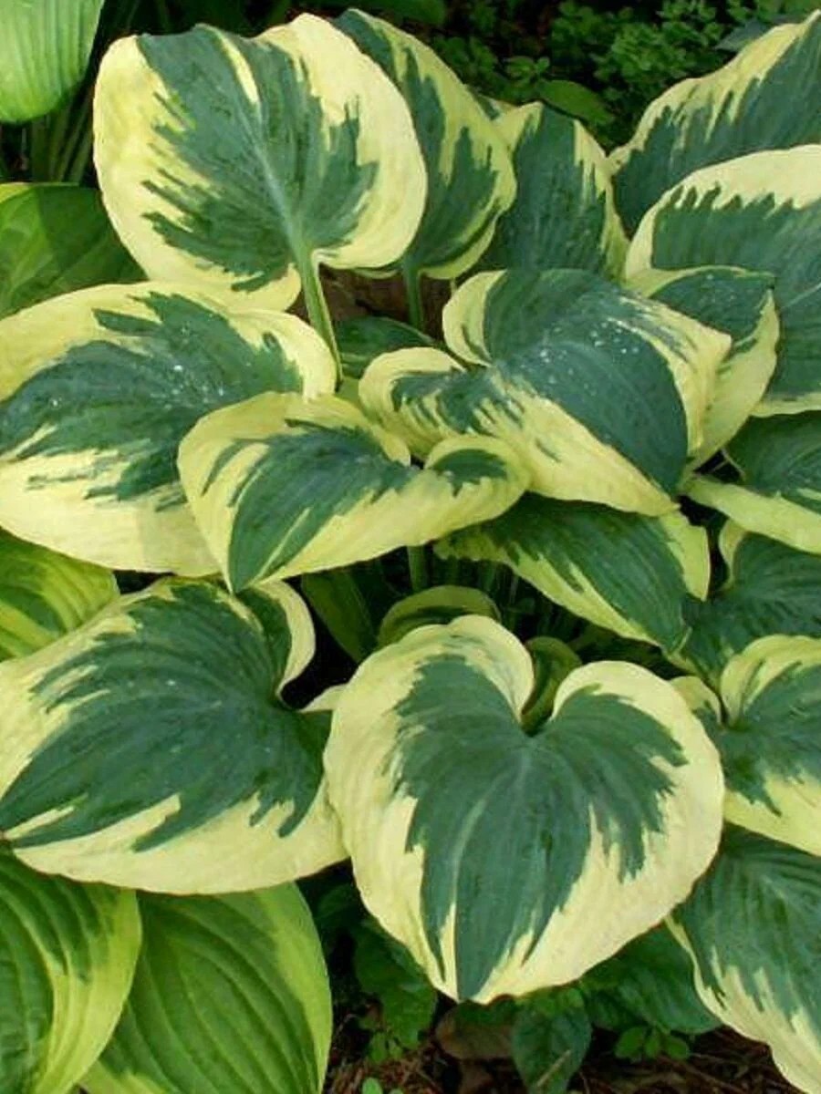 Хоста Бэнд оф Голд, 1 шт.