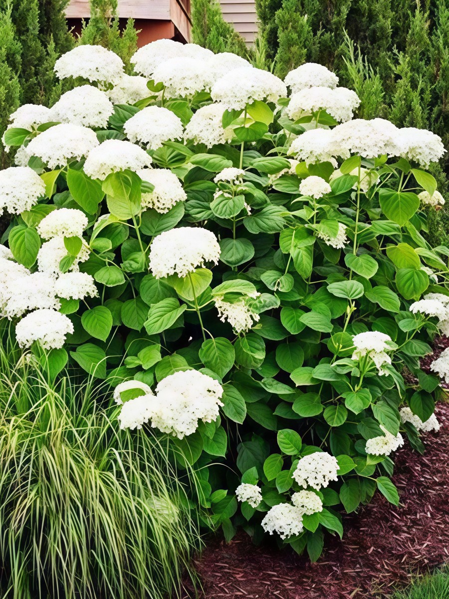 Гортензия древовидная Анабель 