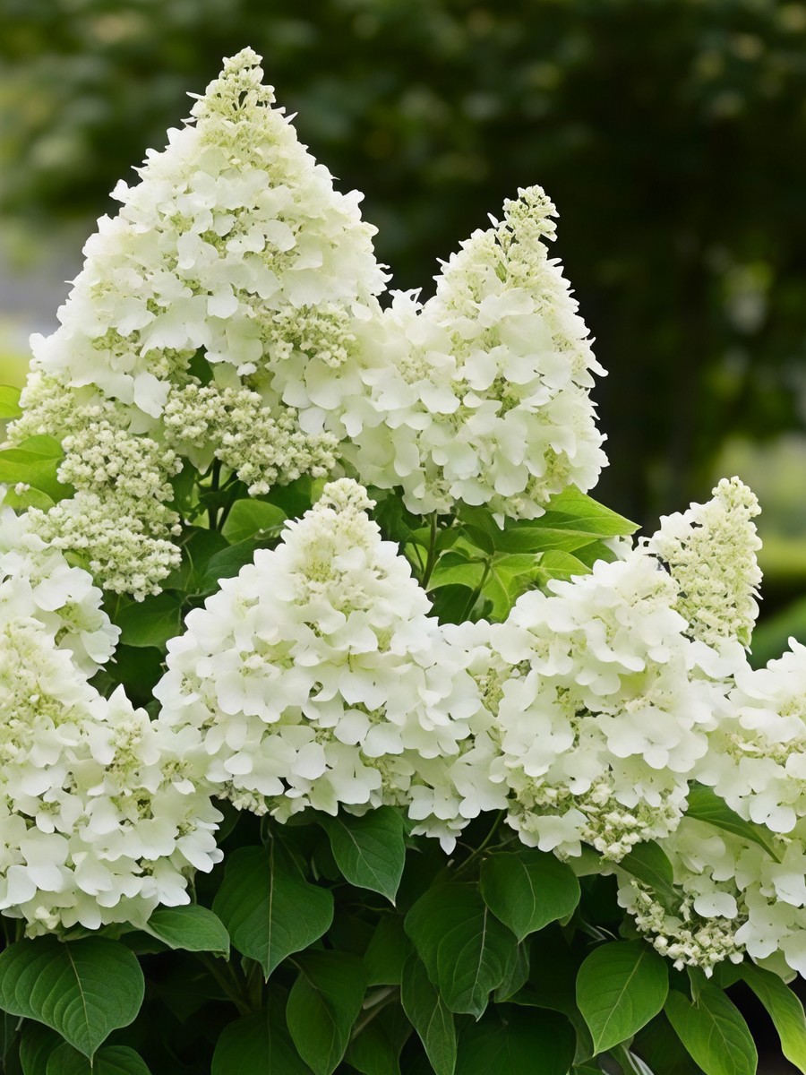 Гортензия метельчатая Геркулес 