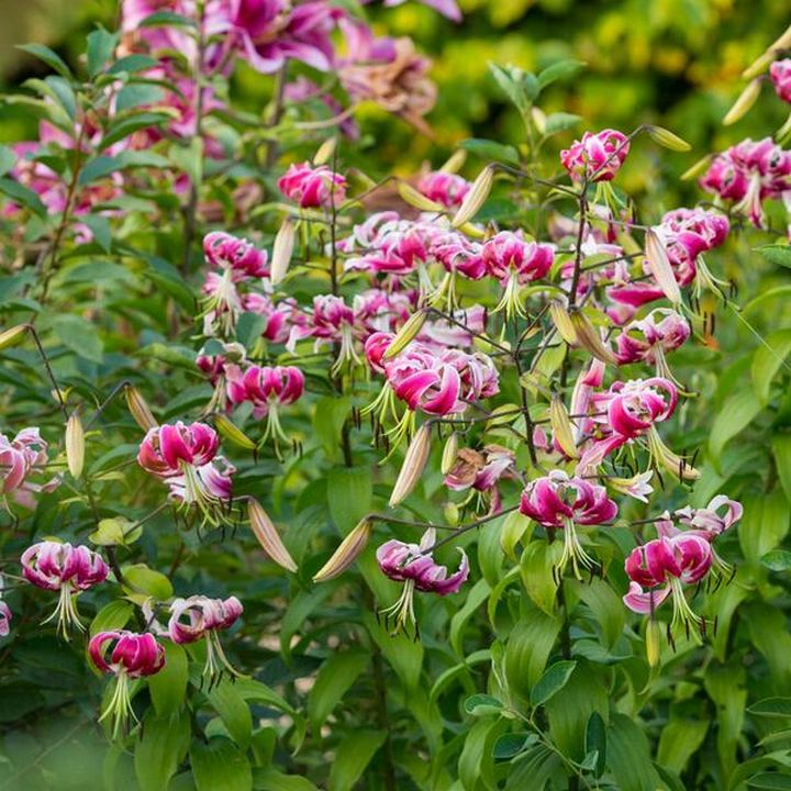 Лилия Блэк Бьюти, 12/14, 1 шт.