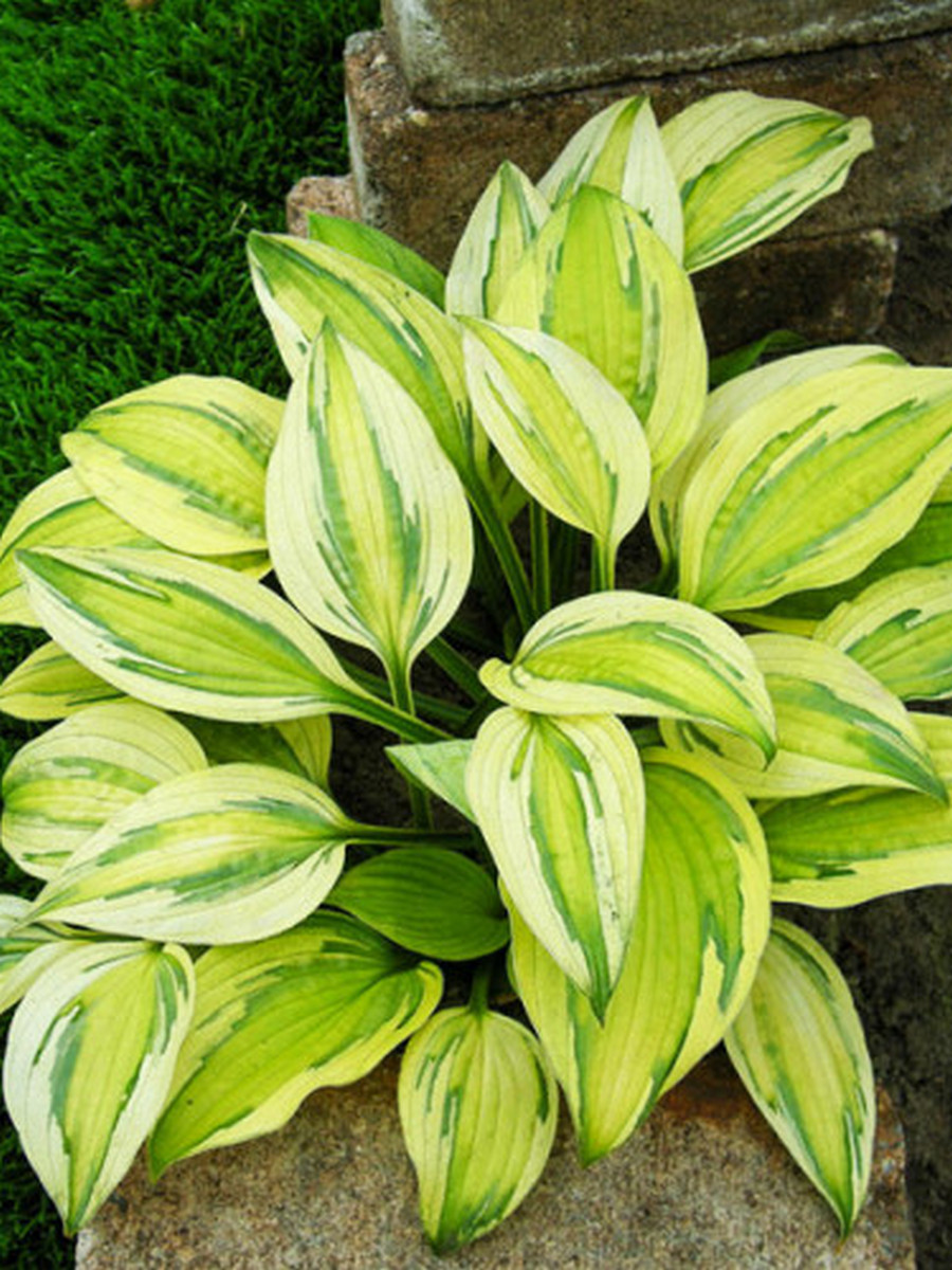 Хоста Капитанс Адвенчур, 1 шт.