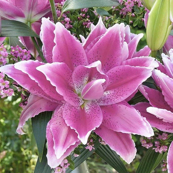 Лилия восточная махровая Roselily Елена, 16/18, 1 шт