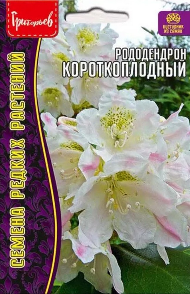 Рододендрон Короткоплодный, 20 шт.