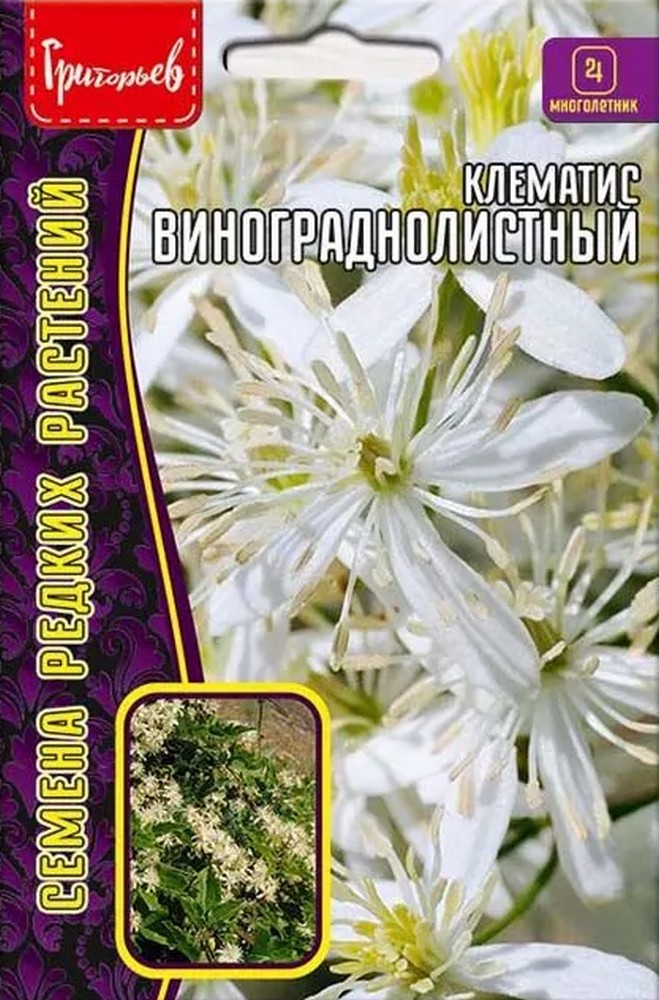 Клематис Винограднолистный, 7 шт.