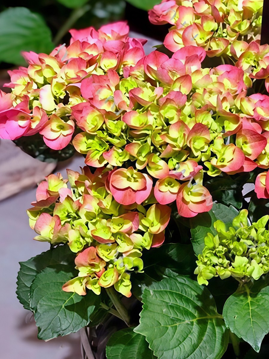 Гортензия крупнолистовая Хай Свит Шуга/ЦКорЛюкс