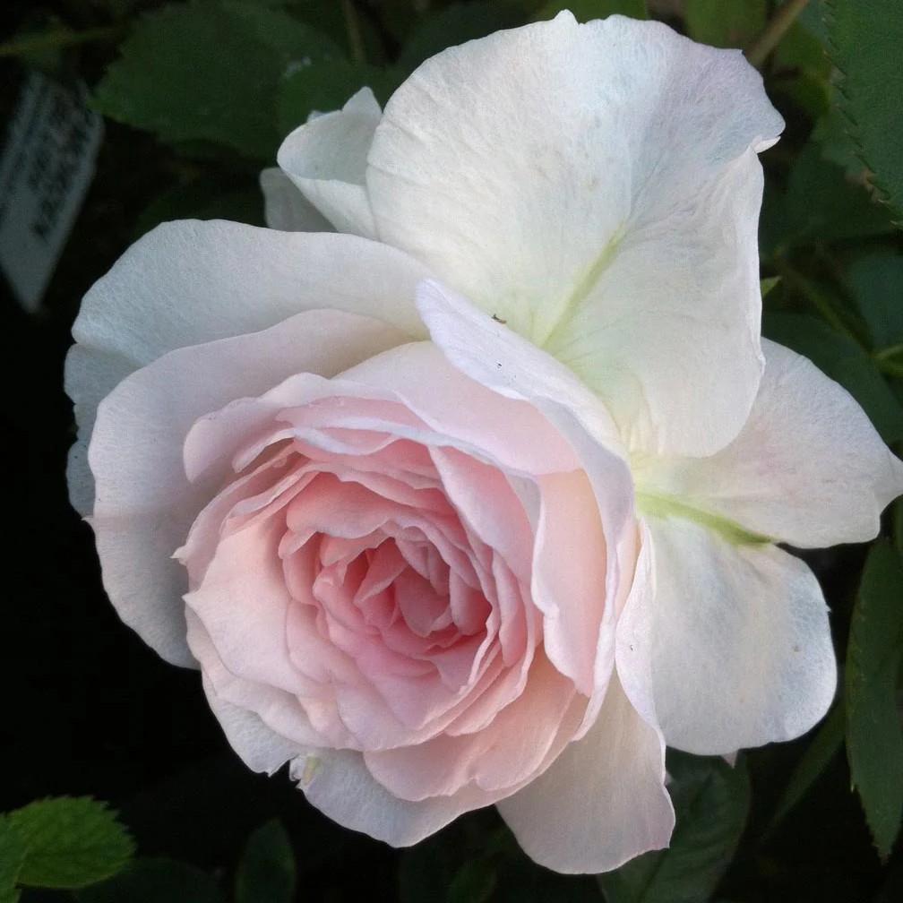 Роза канадская парковая Модэн Блаш/ЦКор