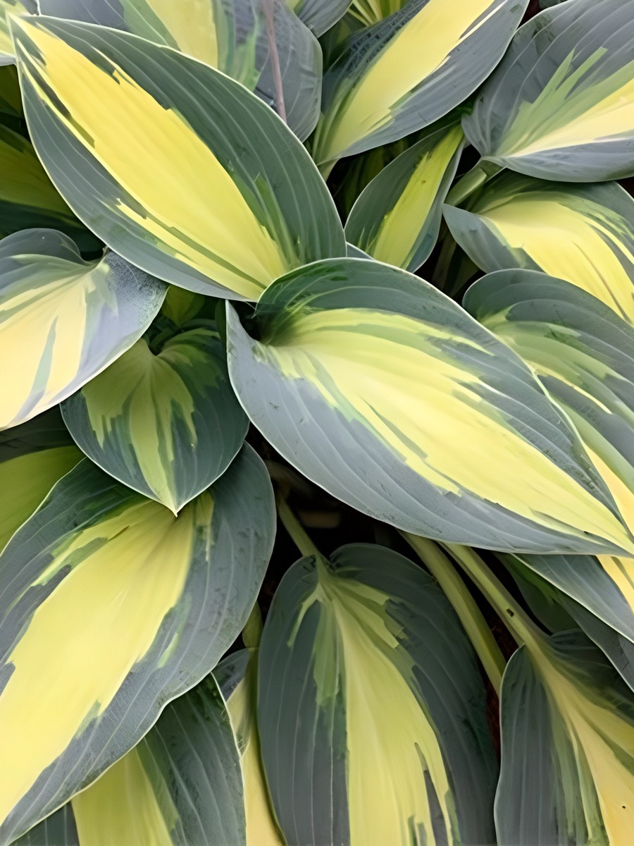 Хоста Пати Поппер, 1 шт.