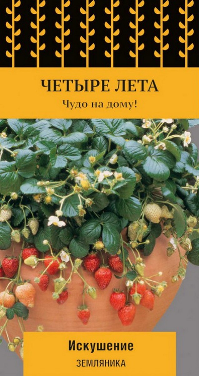 Земляника Искушение, 10 шт. Четыре лета