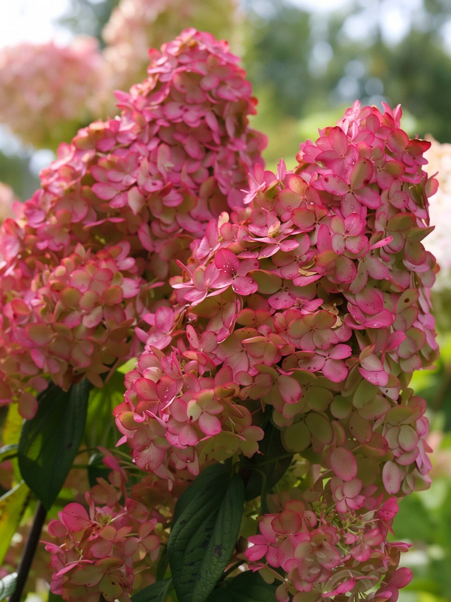 Гортензия метельчатая Файр Лайт/ЦКорЛюкс