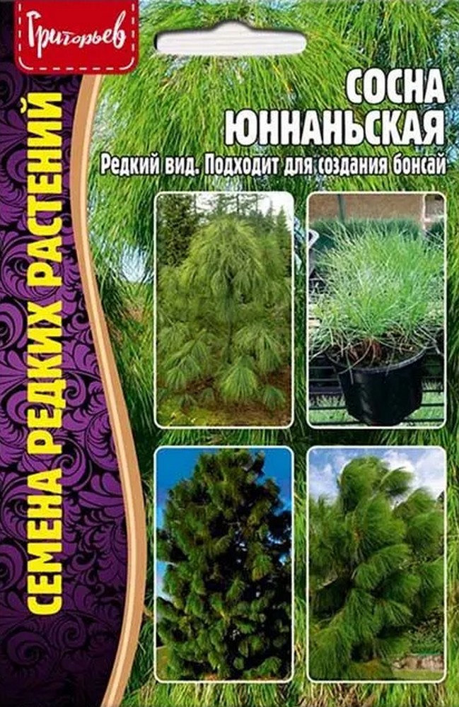 Сосна Юннаньская, 25 шт.