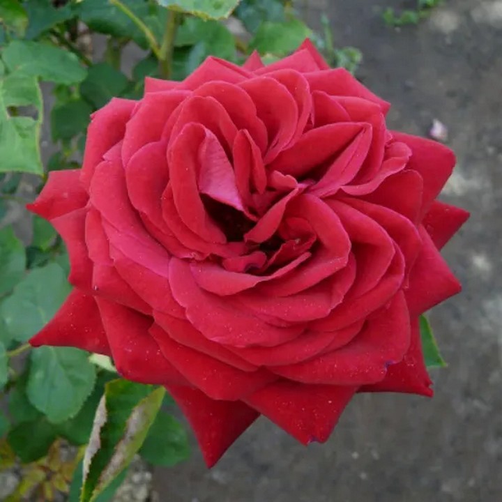 Роза чайно-гибридная Бургунд/ЦКор