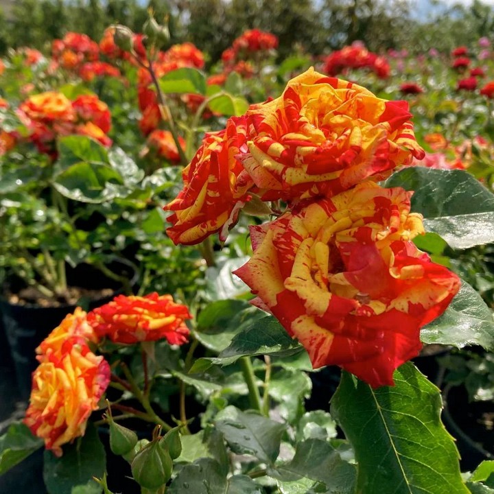 Роза спрей (миниатюрная) Файр Флеш/ЦКор