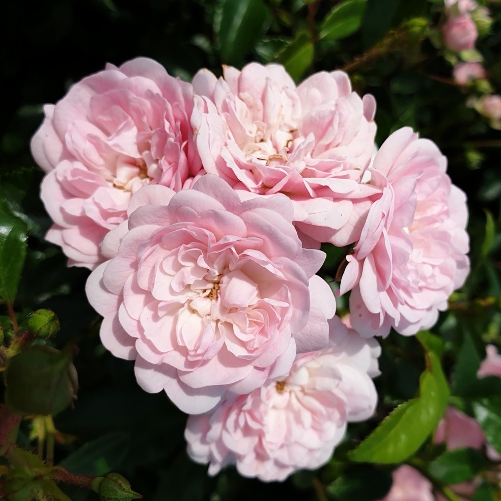 Роза почвопокровная Фэйри