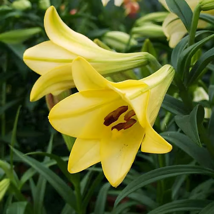 Лилия лонгифлорум Делиана, 12/14, 1 шт.