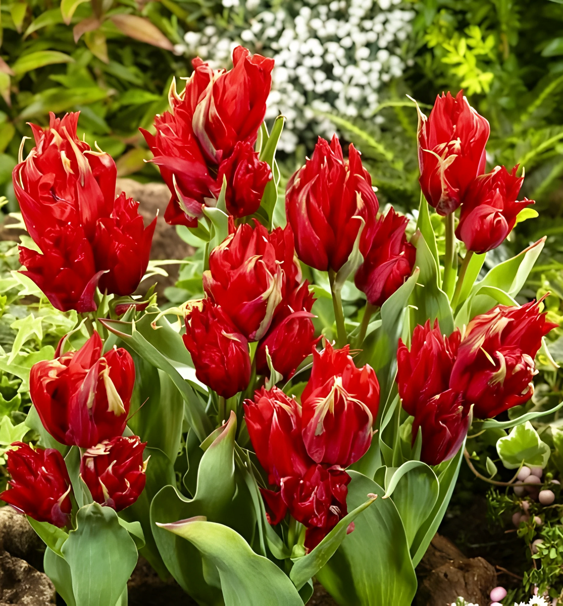 Тюльпан лилиецветный Рэд Спайдер, двойной эффект, 11/12, 1 шт.