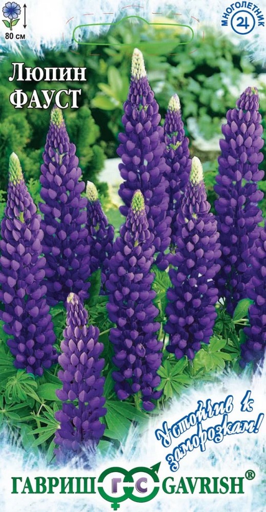 Люпин многолистный Фауст, 0,5 г. Устойчив к заморозкам.