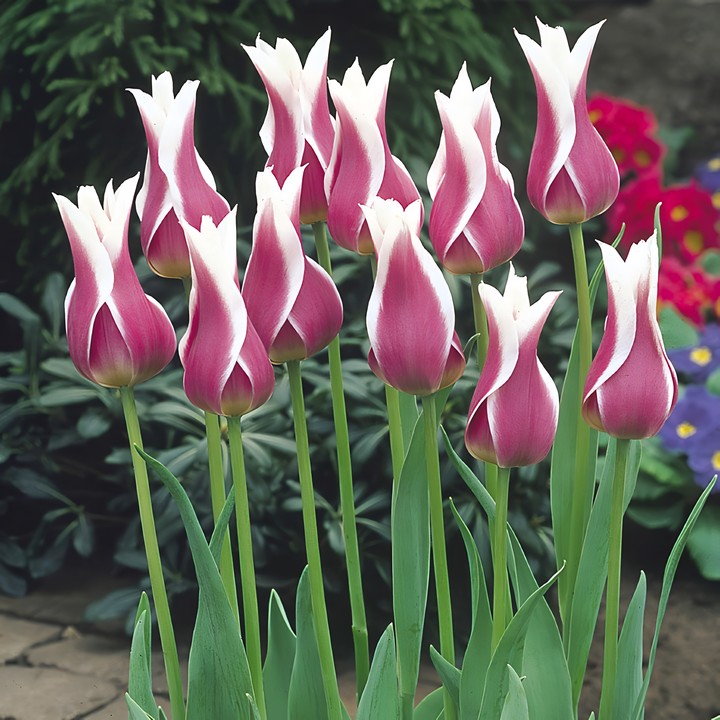 Тюльпан лилиецветный Баллада, 1 шт.