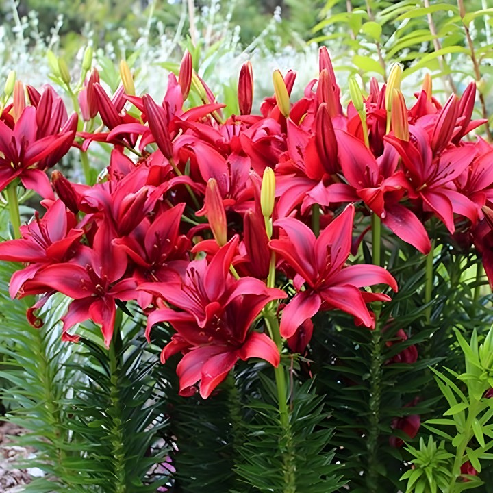 Лилия азиатская Блек Аут, 12/14, 1 шт.