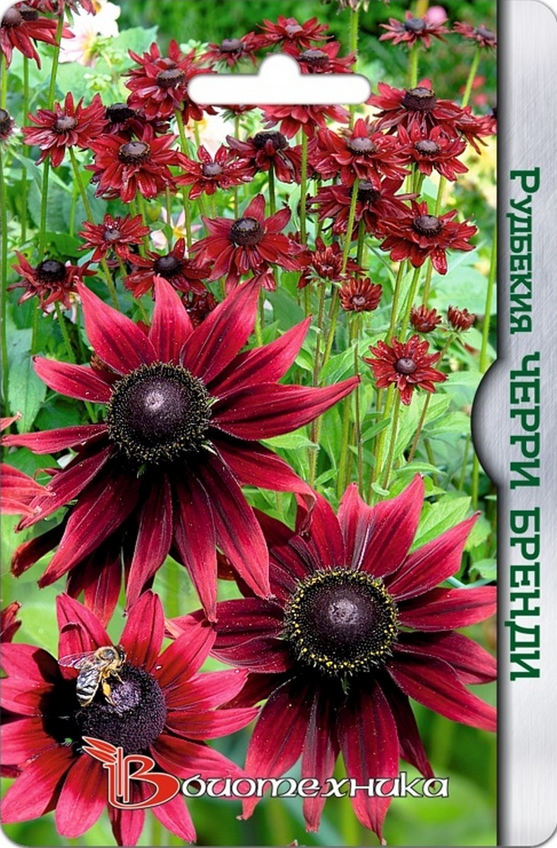 Рудбекия Черри Бренди, 20 шт. Биотехника 