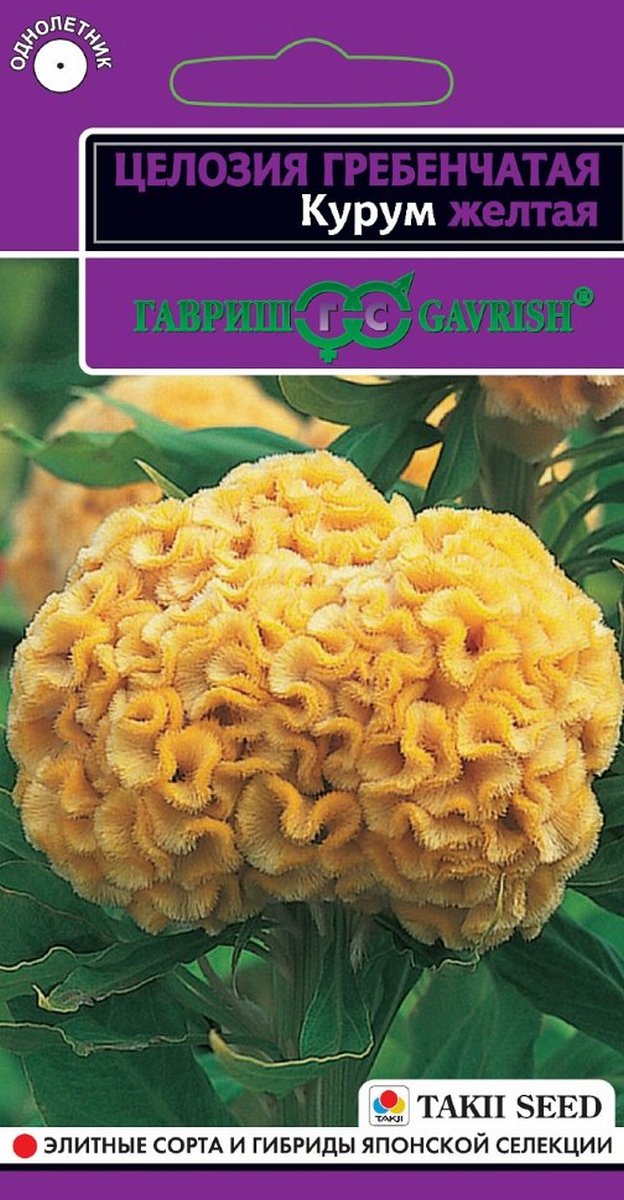 Целозия гребенчатая Курум желтая, 10 шт. Эксклюзив.
