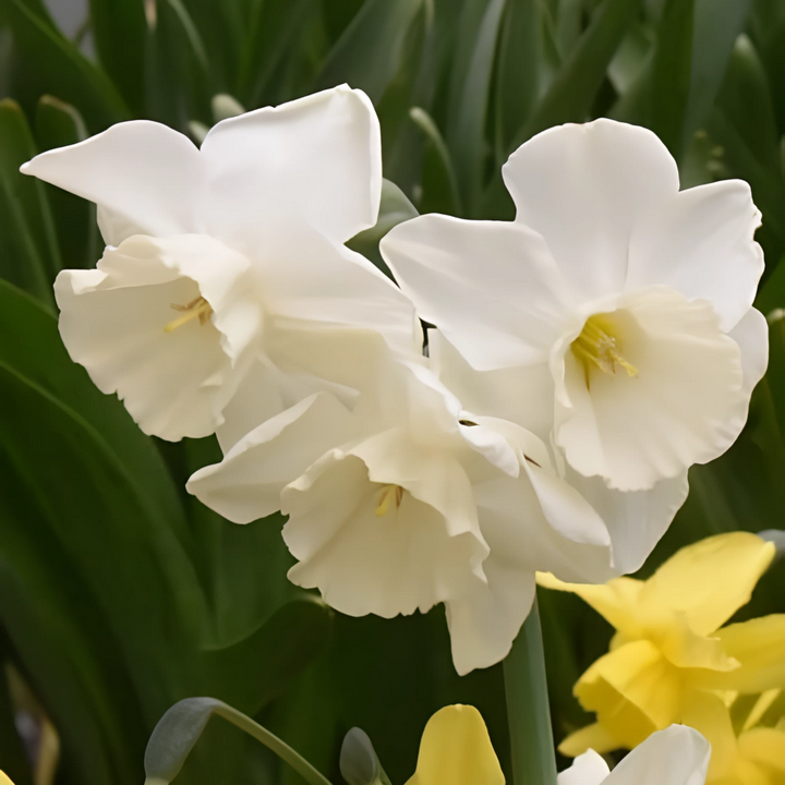 Нарцисс многоцветковый Элвинс Воис, 12/14, 1 шт.