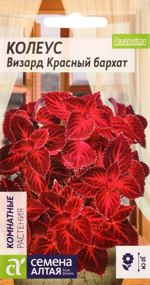 Колеус Визард Красный бархат, 10 шт. 