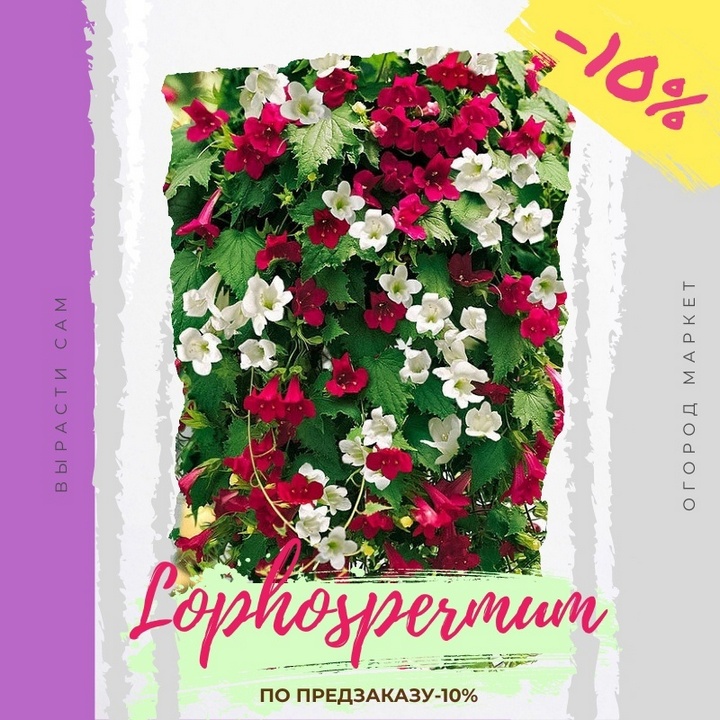 Принимаем заказы на укорененные евро-черенки и сеянцы на 2025 г.