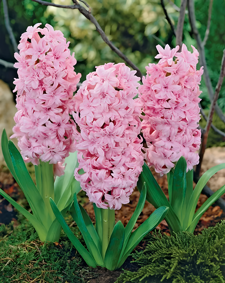 Гиацинт махровый Розетте, 14/15, 1 шт.