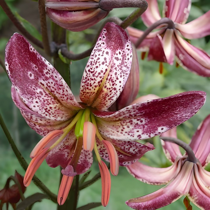 Лилия Альберта Морниг, 10/12, 1 шт.