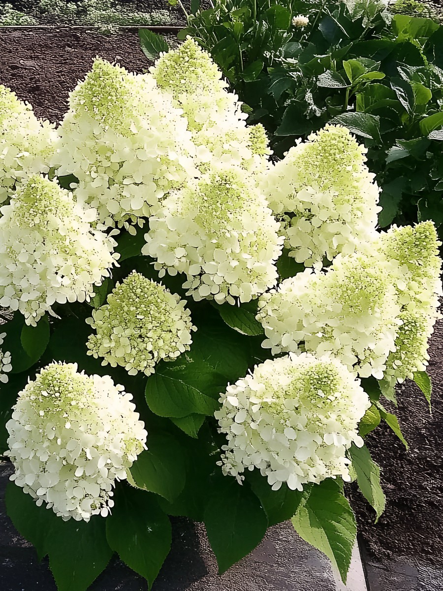 Гортензия метельчатая Бобо