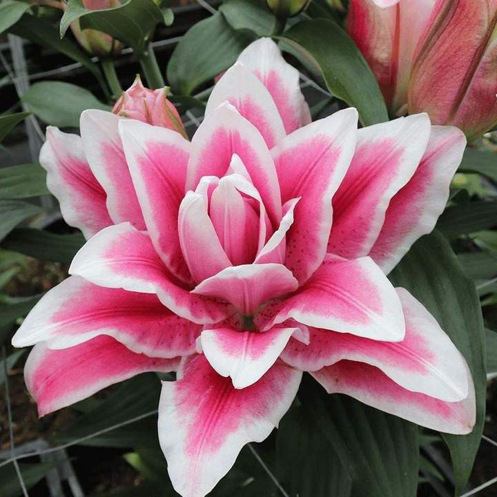 Лилия восточная махровая Roselily Олимпия, 12/14, 1 шт.