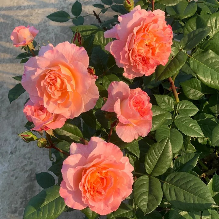 Роза Чайно-гибридная Августа Луиза