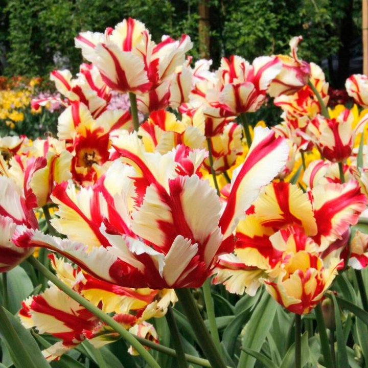 Тюльпан махровый попугайный Дабл Флэминг Пэррот, 11/12, 1 шт.